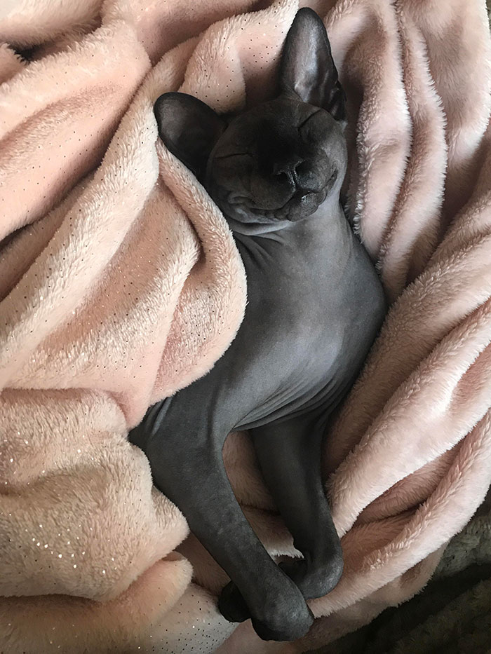 My Sphynx Ludwig Smiling In The Nude