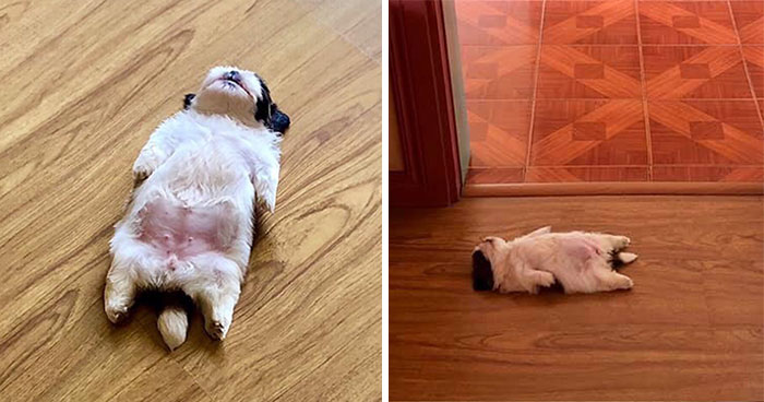 This Puppy Sleeps Like As If It Was ‘Turned Off’ And It Looks Ridiculously Cute (30 Pics)