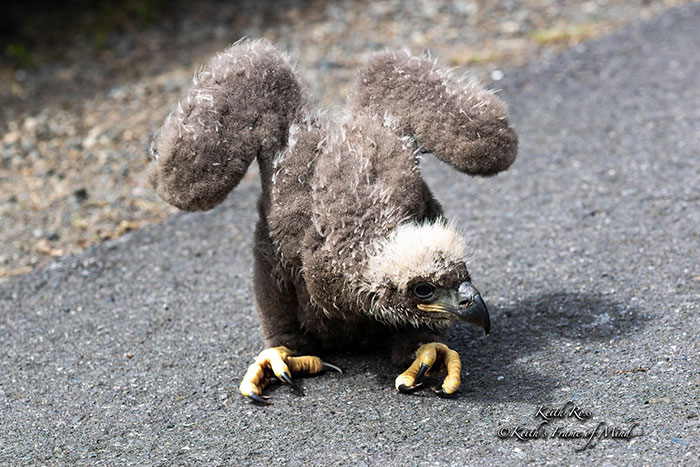 Someone Found Two Eaglets That Fell Out Their Nest, People Team Up To Rescue Them