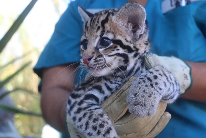 El Paso And Cincinnati Zoos Welcome 3 Endangered Ocelot Kittens Born After Using Frozen Semen