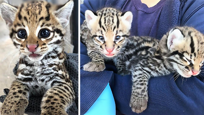 El Paso And Cincinnati Zoos Welcome 3 Endangered Ocelot Kittens Born After Using Frozen Semen