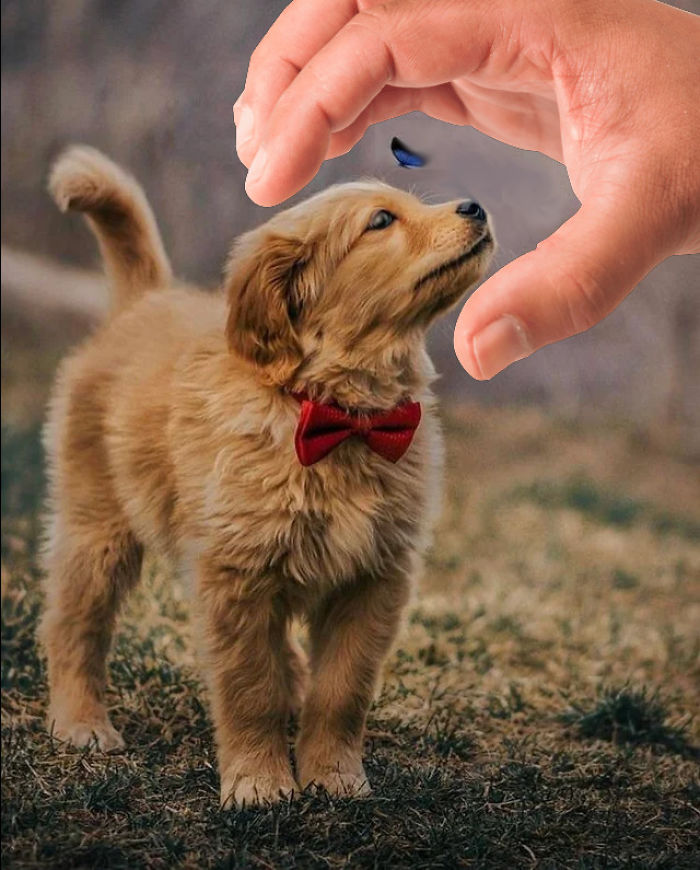 This Beautiful Puppy And Her Butterfly Friend Inspired A Photoshop Battle And You Could Add Your Own Picture