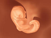 fetus-ears_medium-5cddab381c6d1.jpg