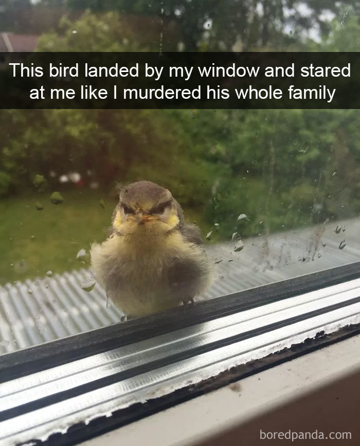 Funny-Bird-Snapchats