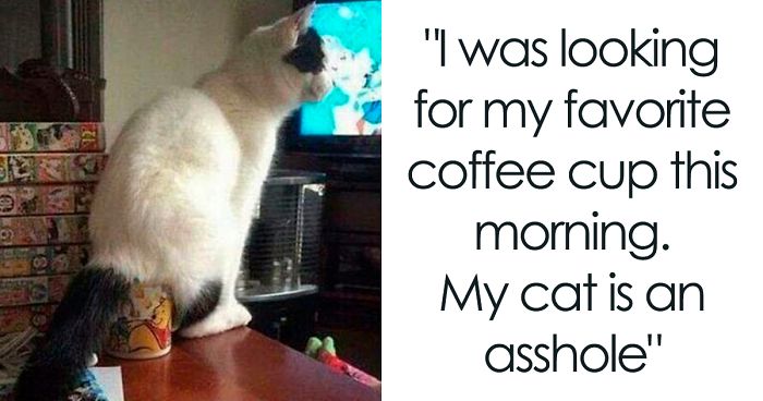 30 Times Jerk Cats Were Publicly Shamed For Their Hilariously Horrible Crimes
