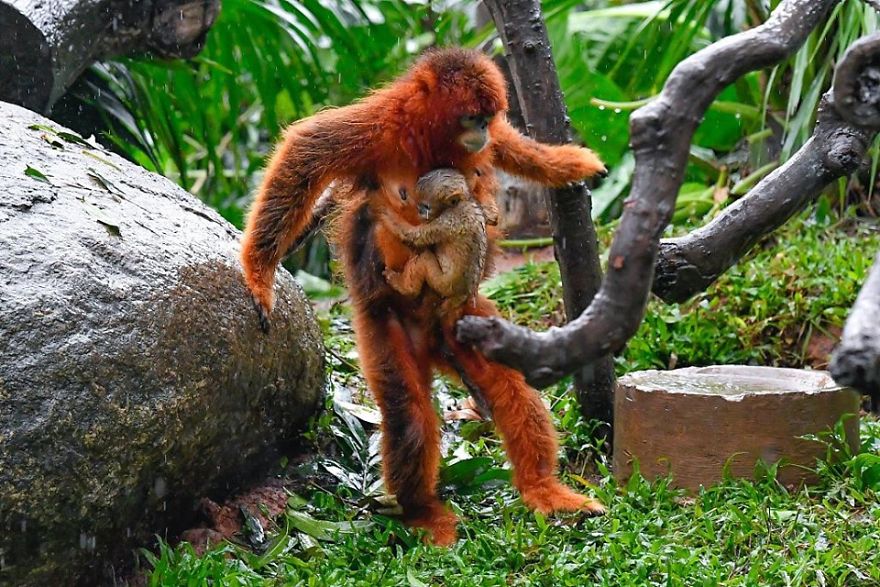 Safari Park In S China Welcomes Newborn Golden Snub-Nosed Monkey