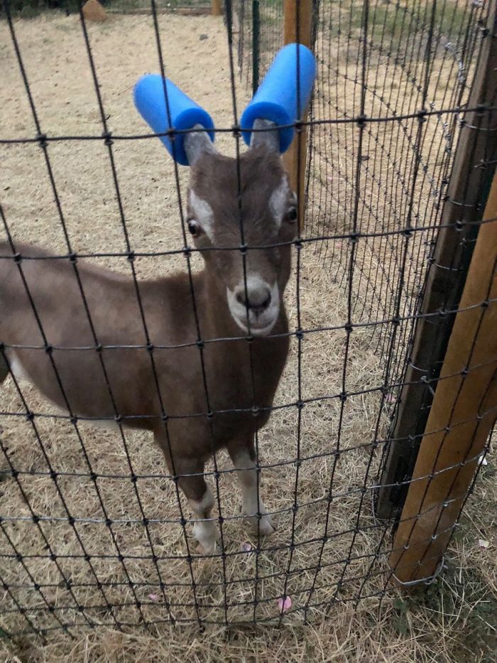 14 Pics Of Misbehaving Goats That Were Forced To Wear Pool Noodles For Everyone's Safety
