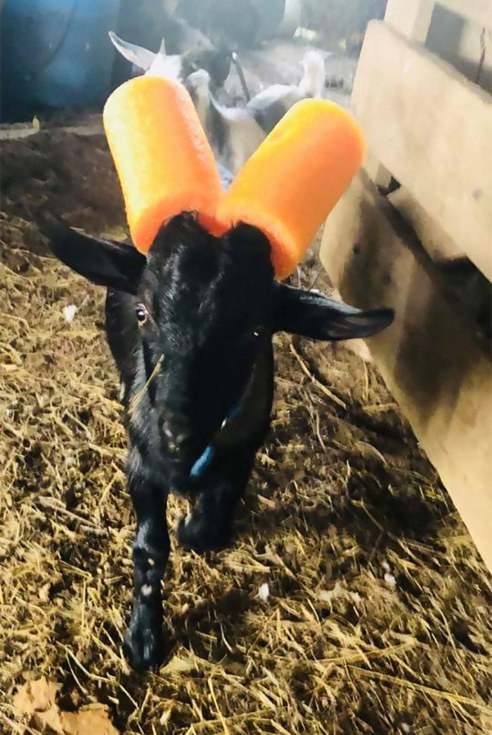 14 Pics Of Misbehaving Goats That Were Forced To Wear Pool Noodles For Everyone's Safety