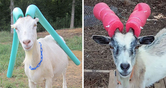 14 Pics Of Misbehaving Goats That Were Forced To Wear Pool Noodles For Everyone’s Safety