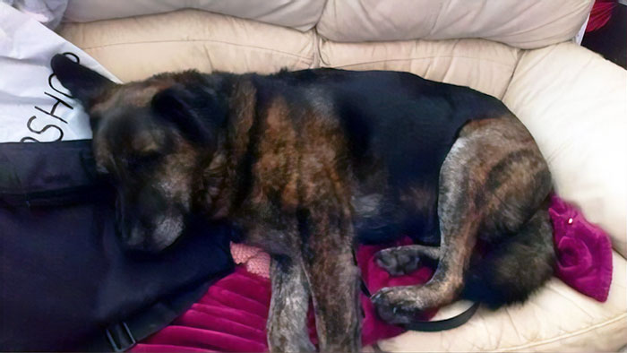 After This Dog's Brother Died, His Owner Bought Him A Pillow With Brother's Face To Bring Comfort