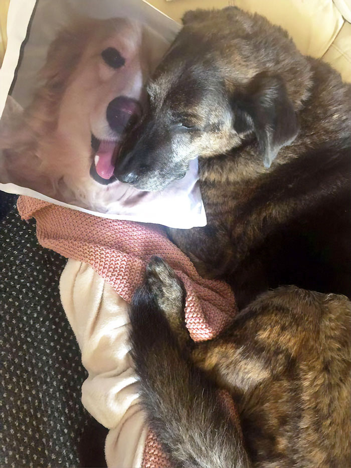 After This Dog's Brother Died, His Owner Bought Him A Pillow With Brother's  Face To Bring Comfort | Bored Panda