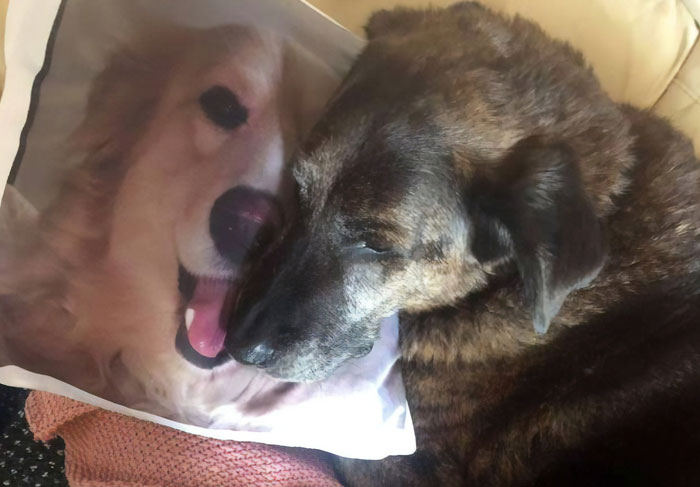 After This Dog’s Brother Died, His Owner Bought Him A Pillow With Brother’s Face To Bring Comfort