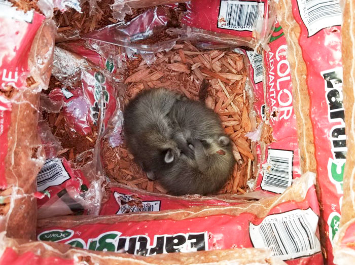 Home Depot Workers Find Raccoon Babies In Mulch Pallet, Put Up Adorable Sign So Nobody Would Disturb Them