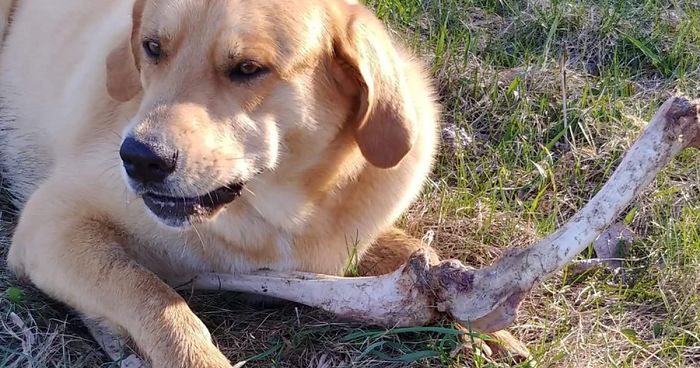 Bear Gifts Deer Bones To Guard Dog In Exchange Of Being Allowed Access To This Man’s Trash