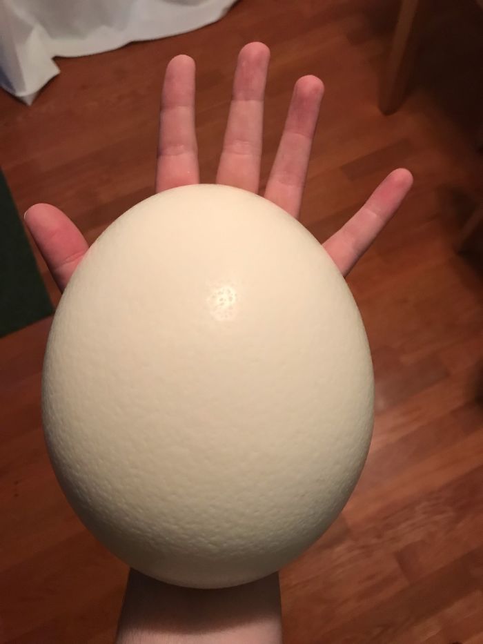I Carved An Ostrich Egg Into A Game Of Thrones Dragon Egg Light