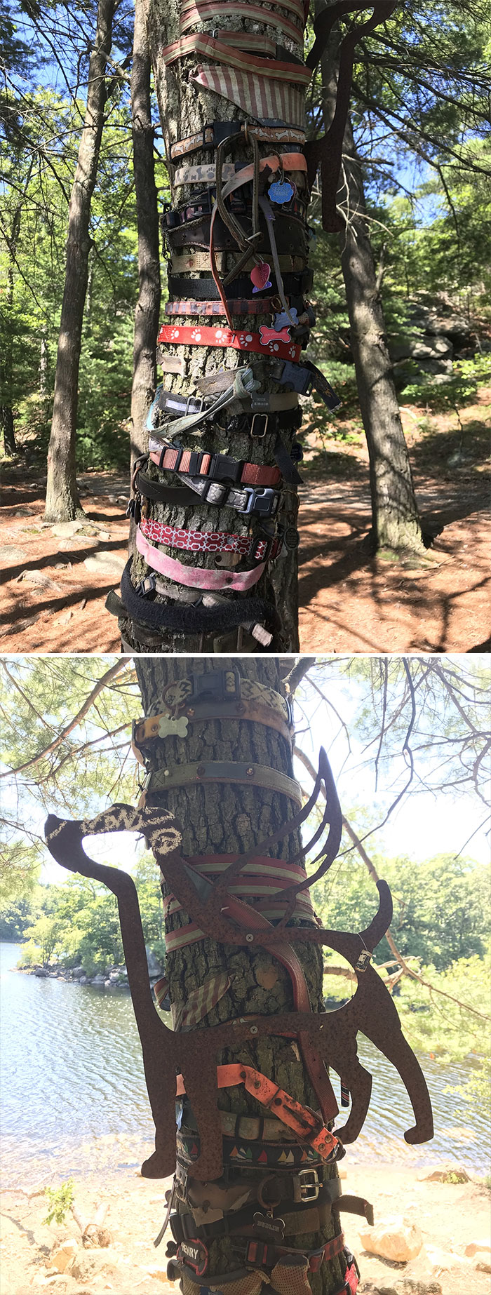 I Found This In My Local Woods