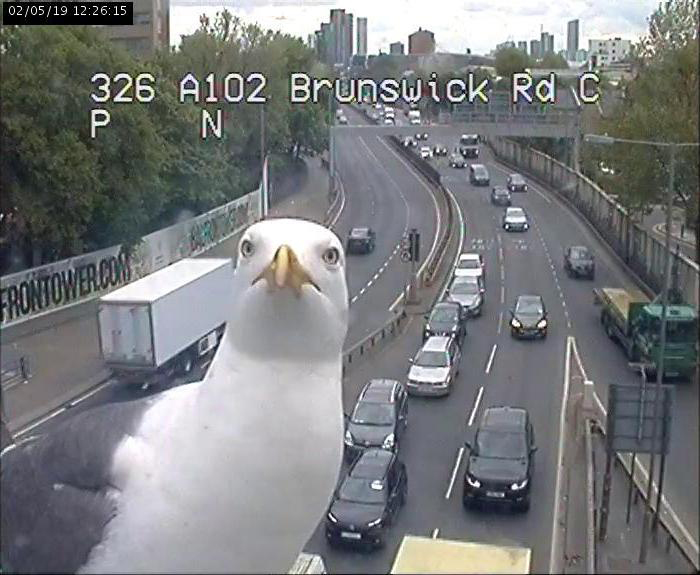 Two Seagulls - Graeme And Steve - Keep Showing Up On London Traffic Cam, Become Twitter-Famous