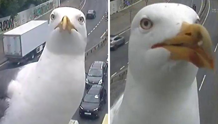 Two Seagulls – Graeme And Steve – Keep Showing Up On London Traffic Cam, Become Twitter-Famous