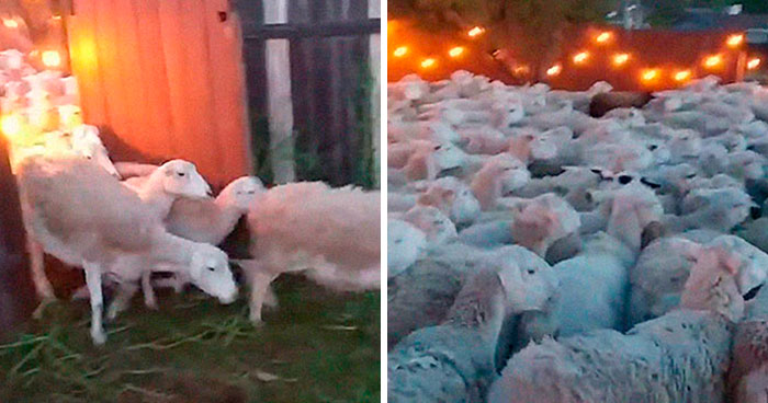 200 Sheep Saw This Guy’s Yard With Its Fence Open And Decided To Give Him A Visit – Now They Refuse To Leave