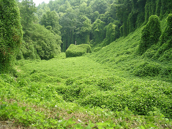 A Barn Claimed By Kudzu In Tennessee