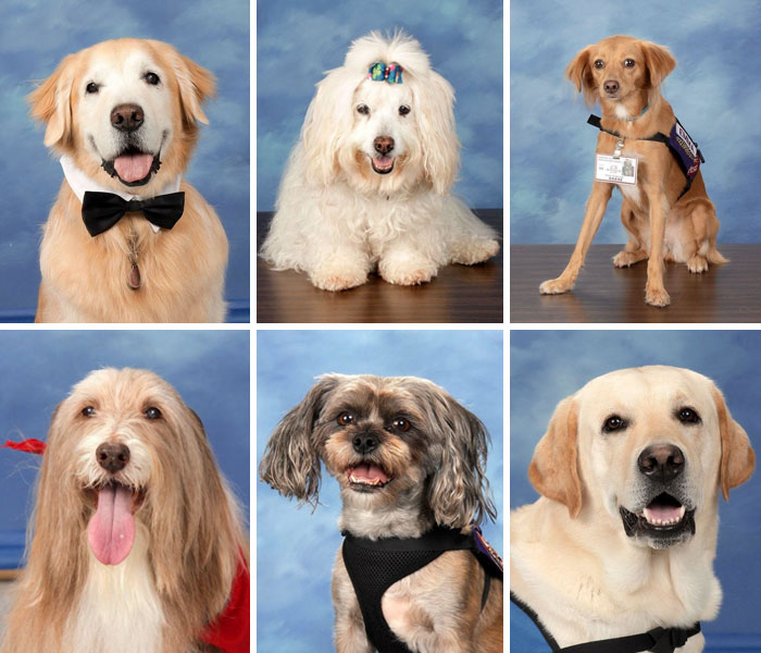 This School Dedicated A Yearbook Page To The Parkland Shooting Survivors’ Therapy Dogs