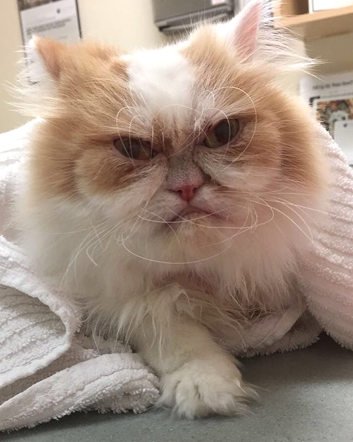 The Internet Has Found A New Grumpy Cat