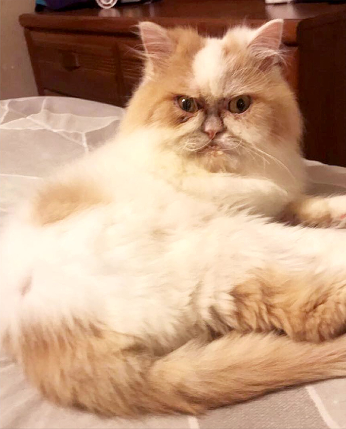 The Internet Has Found A New Grumpy Cat