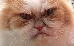 The Internet Has Found A New Grumpy Cat