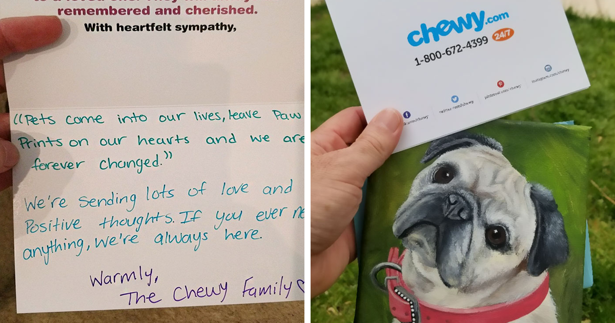 chewy pet food