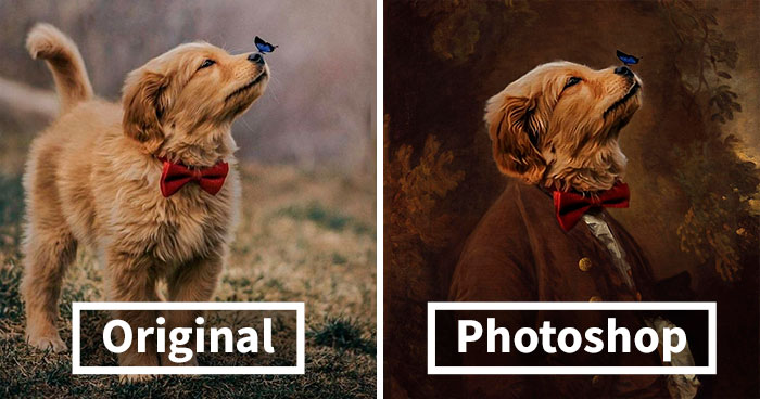 Picture Of A Beautiful Puppy With A Butterfly Inspired A Photoshop Battle And Here Are 11 Of The Best Examples