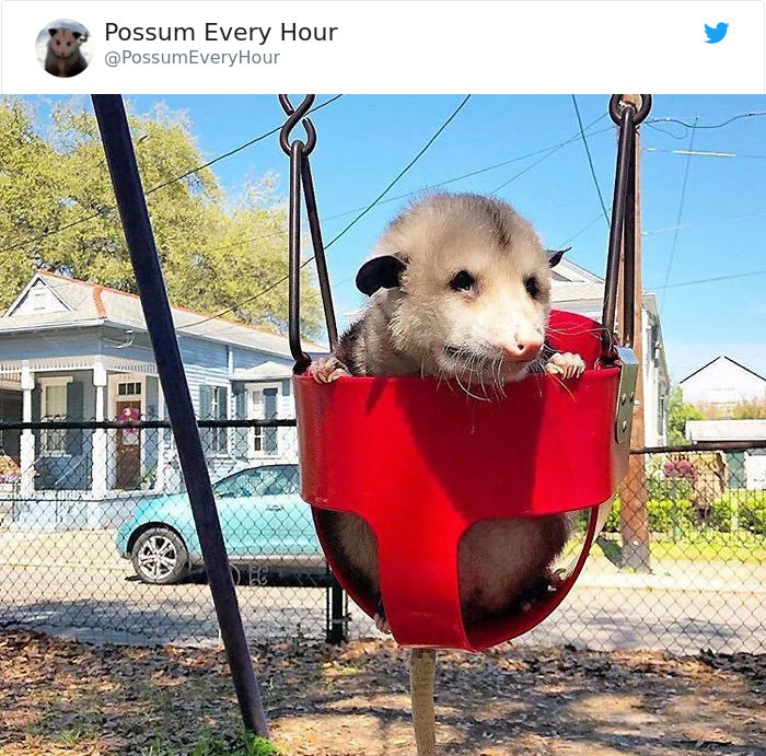 22 Adorable Photos From The Twitter Page #PossumEveryHour That May Make You See These Creatures Differently