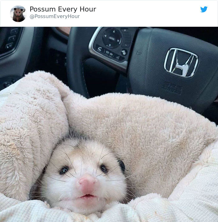 22 Adorable Photos From The Twitter Page #PossumEveryHour That May Make You See These Creatures Differently