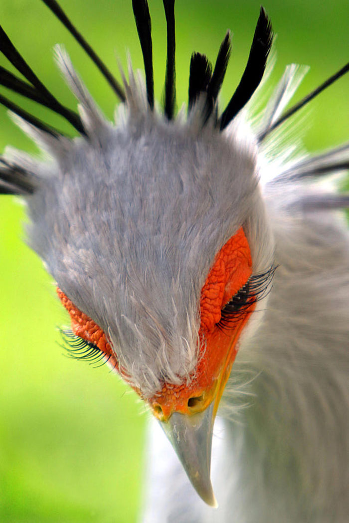 The Secretary Bird Is So Gorgeous, It Could Easily Become A Character In A Pixar Movie | Bored Panda