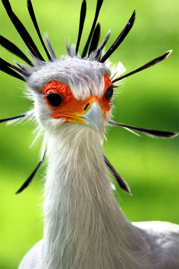 The Secretary Bird Is So Gorgeous, It Could Easily Become A Character In A Pixar Movie