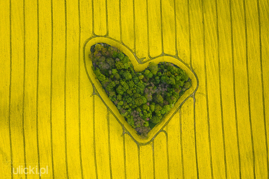"Grove Of Love" - Natural Heart Captured By Jan Ulicki