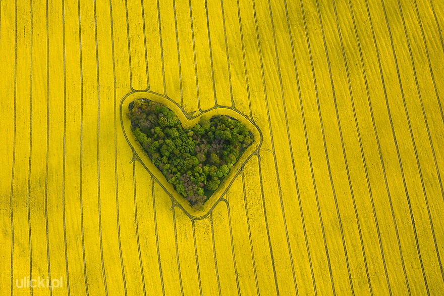 "Grove Of Love" - Natural Heart Captured By Jan Ulicki