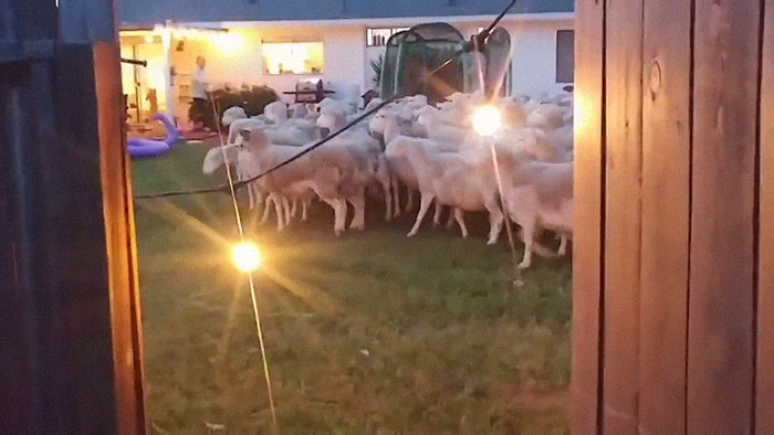 200 Sheep Saw This Guy's Yard With Its Fence Open And Decided To Give Him A Visit - Now They Refuse To Leave