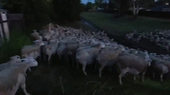 200 Sheep Saw This Guy's Yard With Its Fence Open And Decided To Give Him A Visit - Now They Refuse To Leave