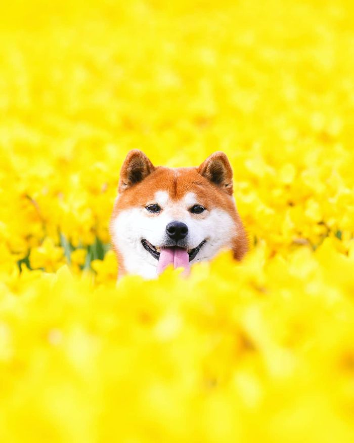 This Shiba Inu Is The Cutest Flower Boi In Japan And His 19 Pics Are Making People Happy