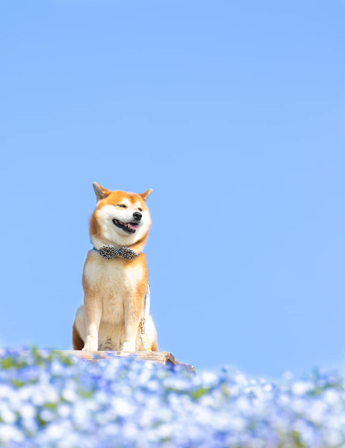 This Shiba Inu Is The Cutest Flower Boi In Japan And His 19 Pics Are Making  People Happy | Bored Panda