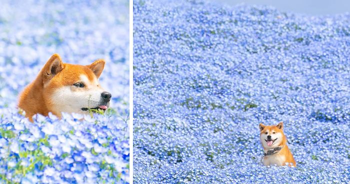 This Shiba Inu Is The Cutest Flower Boi In Japan And His 19