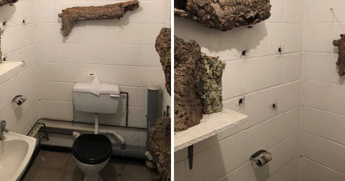 Someone Designed A Bathroom To House Giant Spiders And Its An Arachnophobia Nightmare