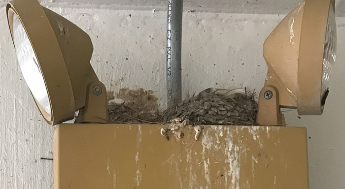 People Kept Destroying These Swifts' Nests So Someone Put Up A Sign Explaining Why We Need To Protect Them