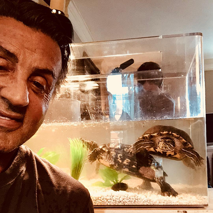 The Pair Of Turtles That Featured In 'Rocky' Are Still Alive And Kicking And Here Is Stallone With Them 45 Years After