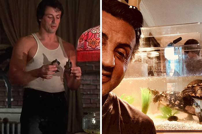 The Pair Of Turtles That Featured In ‘Rocky’ Are Still Alive And Kicking And Here Is Stallone With Them 45 Years After