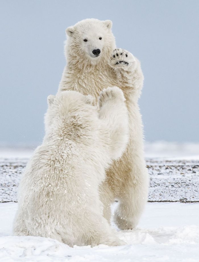 Hi-Five Polar Bear Cubs, Michelle Theall,nature 