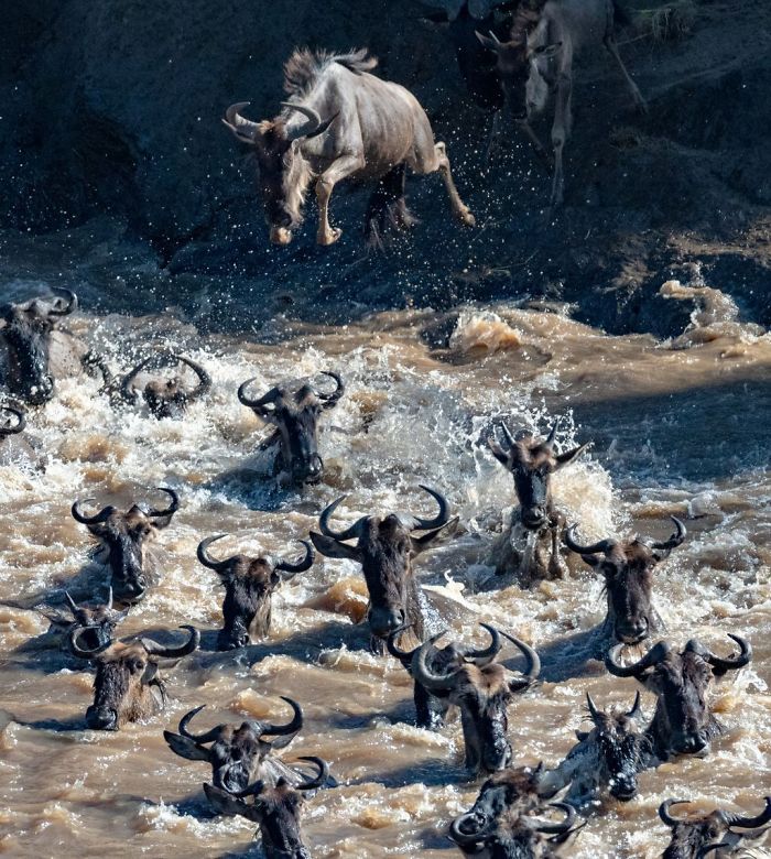 Great Migration Of Wildebeest, Penny Hegyi, Nature