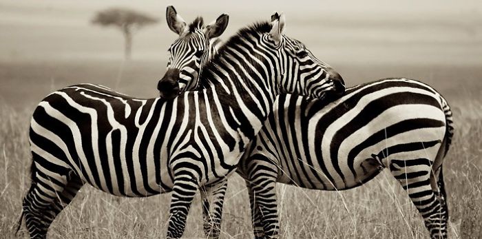 I Like Zebras, I Wanted To Share Some Of My Favorite Pictures