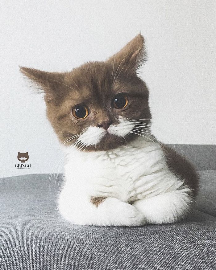 Meet Gringo, The Cat Who Mustached His Way Into Our Hearts