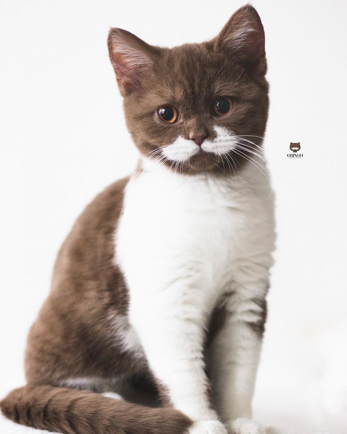 White-Mustache-Cat-Gringo